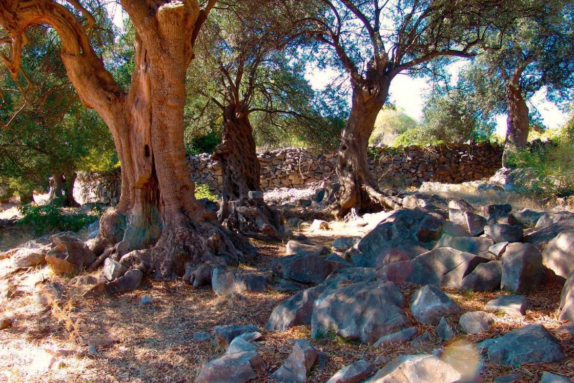 Maslinici Lun
